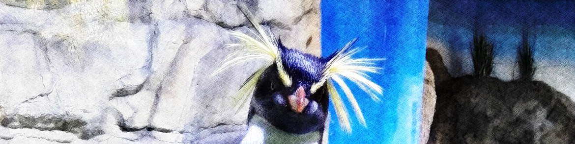 Hellabrunn, Zoo de Munich, Pingouin cicadelle du Nord Hellabrunn, Zoo de Munich, Pingouin cicadelle du Nord